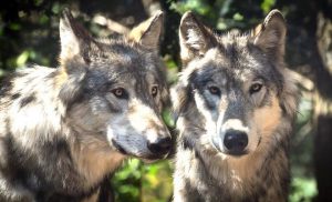 Zwei Wölfe in unseren Herzen